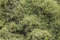 Buxus sempervirens 'Elegantissima' 125-150 cm - Weißbunter Buchsbaum, immergrün, ideal für Hecken und Formschnitt, winterhart und pflegeleicht