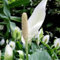 150 pcs einblatt zimmerpflanze samen, blumenbeet, steingartenpflanzen winterhart einblatt spathiphyllum blumen pflanzen, ostergeschenke pflanzen samen indoor, pflanzen winterhart blumen
