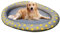 Flotador de Piscina para Cachorros - Flotador Inflable seco y Plegable para Perros y Grandes, cómoda Cama Flotante para Piscina o Lago, Flotante Seguro y Resistente