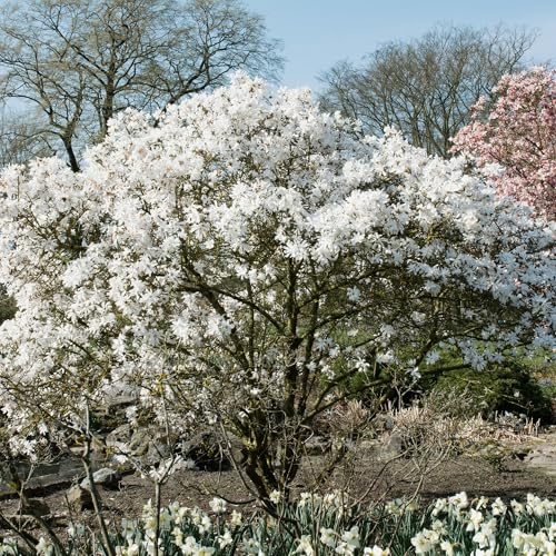 Stern Magnolie Magnolia Stellata Strauch Gartenpflanze 45 cm | pflegeleicht, winterhart, für Beet und Kübel, bienenfreundlich