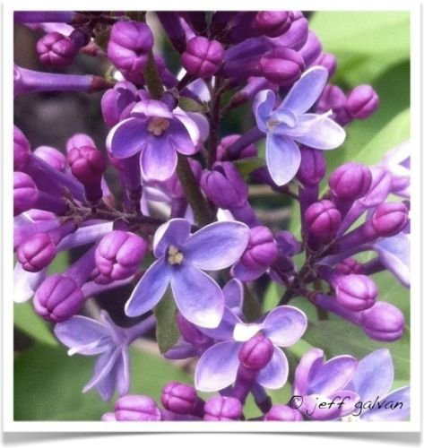 Lilla viola Syringa vulgaris arbusto Bush Imponente albero semi profumati