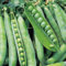 Bolly Bulbs® - Garden Pea Seeds 'Terrain' (35 Seeds)…