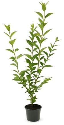 5 Wintergrüner Liguster Atrovirens 70-100cm im 3L Topf | Heckenpflanze – immergrün & winterhart – schnellwachsend & pflegeleicht | Sichtschutzhecke für Garten – deutsche Baumschulqualität