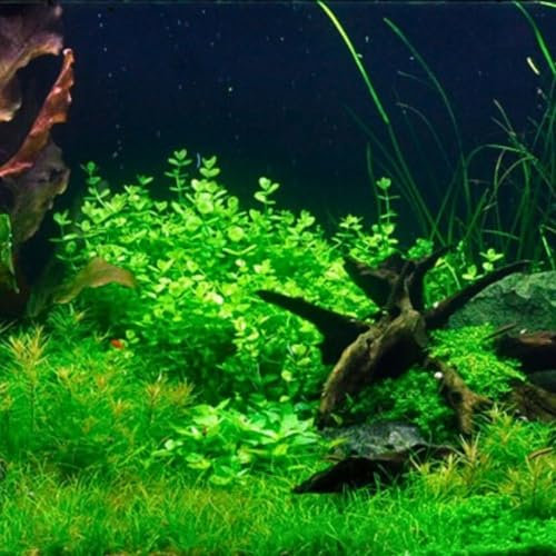 AquaOne Aquarium Pflanze Lindernia rotundifolia I Mittelgrund Wasserpflanze Aquariumpflanze Stängelpflanze voll durchwurzelt Aquascaping Dekoration