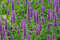 30 seeds of Korean Mint - AGASTACHE RUGOSA - Hyssop Korean:Seeds