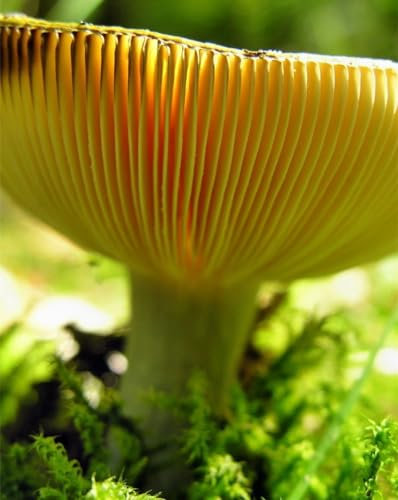 Puzzle 1000 Teile Farbenfrohes Puzzle für Erwachsene und Kinder -Pilz,Milch,Pilz,Hut 70x50cm