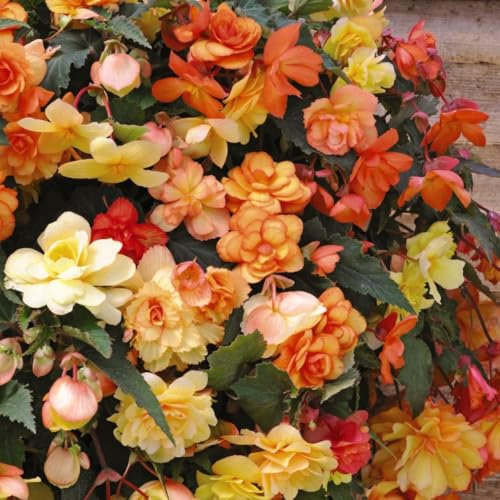 Begonia 'Apricot Shades Improved' F1 Hybrid - Large Cascading Blooms in Vibrant Apricot & Orange - Hanging Baskets - Non-Stop Colour All Summer – 4X 25cm Hanging Basket by Thompson & Morgan