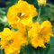3 x Geum chiloense 'Lady Stratheden/Goldball‘ (Winterhart/Stauden/Staude/Mehrjährig/Immergrün) Gelber Chilenische Nelkenwurz - Sonniger Charme mit endloser Blühfreude - von Stauden Gänge