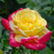 Rosenpflanze, Strauchrose. Winterharte, mehrjährige Pflanze, geeignet für den Anbau im Garten, pflegeleicht.-3 Pflanze-C