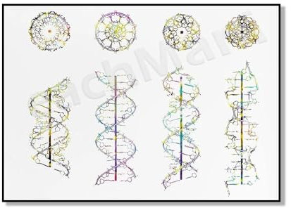 Ab- Und Z-Dna Genetische Kunst, Dna-Helix, Familie, Biologie, Dna-Struktur, Medizinisches Aquarell, Leinwandgemälde, Poster, Druck, Wandkunst, Bild, A3 30Cmx40Cm Kein Rahmen