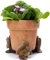 Potty Feet Beatrix Potter Squirrel Nutkin & Old Brown Figures Plant Pot Feet - Planter Support - Handmade Decorative Ornaments - 3pcs