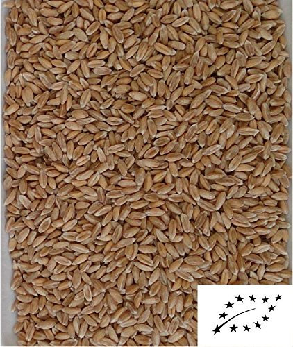 Bio-Dinkelkerne lose 5kg Top Qualität! Schonend gereinigt! Thermisch behandelt!