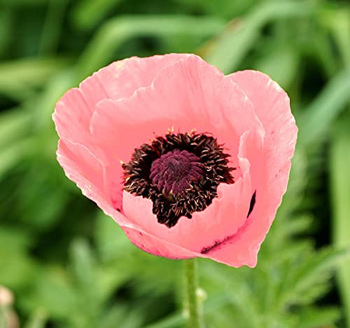 Mohn Prinzessin Victoria Louise - Coral Reef - Papaver orientale - 50 Samen