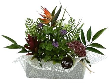 Genérico Flores para Cementerio, composición Jardinera con Plantas suculentas y sterlitzia Artificiales de tonalidad Burdeos.