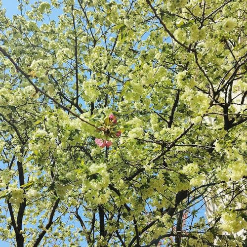 100 Pezzi Semi Di Ciliegio In Fiore - Prunus Serrulata - Piantare Semi, Piantare Alberi Semi Di Fiori Di Ciliegio, Albero Bonsai, Regali Sostenibili Piante Verdi, Decorazioni Da Giardino