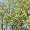 100 Pezzi Semi Di Ciliegio In Fiore - Prunus Serrulata - Piantare Semi, Piantare Alberi Semi Di Fiori Di Ciliegio, Albero Bonsai, Regali Sostenibili Piante Verdi, Decorazioni Da Giardino