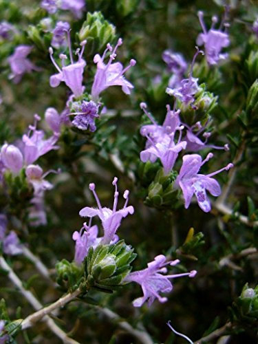 Pacchetto semi: Santoreggia Semi Giardino 50 Semi pettine S/H