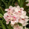 Cymbidium Orchid bulbi,ha un lungo periodo di fioritura e ha una forte vitalità ed è adatta per essere osservata in interni ed esterni,orchidea del cymbidium.-5 bulbi