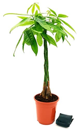 PACHIRA ACQUATICA, vaso 17cm diametro, altezza 70/80cm, pianta vera