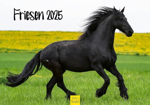 Edition Seidel Premium Kalender Friesen 2025 Format DIN A3 Wandkalender Pferdekalender Tiere Pferde Fohlen Stute Hengst