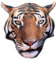 Splat Planet Tiger Plüschtier Kissen - 3D Design, riesiges realistisches und weiches Stofftier, dekoratives Heimkissen für Schlafzimmer, Stühle & Sofa, tolles Geschenk für Kinder (50cm x 40cm)