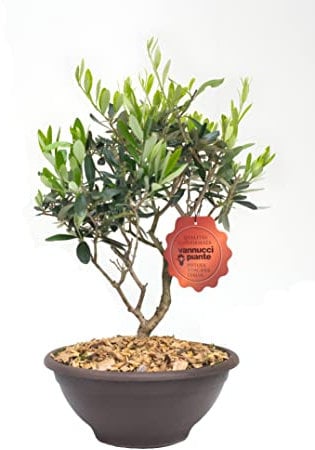 Vannucci Piante - Olea europaea (Olivo), Bonsai, Pianta vera in vaso, Pianta da esterno