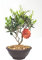 Vannucci Piante - Olea europaea (Olivo), Bonsai, Pianta vera in vaso, Pianta da esterno