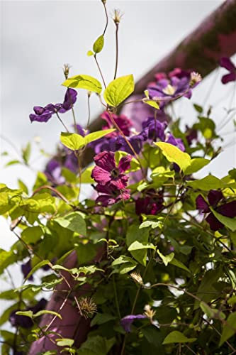 Clematis viticella 'Rubra' 100-150 cm - Italienische Waldrebe, rote Blüten, Blütezeit Juni-September, ideal für Rankgerüste, pflegeleicht und winterhart