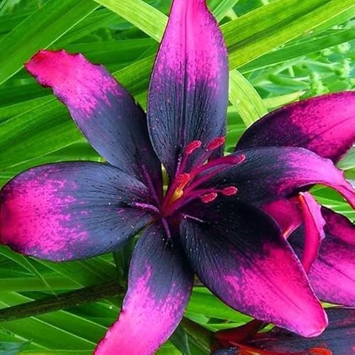 Lilium asiatic - Schwarze Asiatische Lilie 'Purple Eye' 2 Zwiebeln