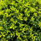 55 pcs stechpalme hecke samen - Ilex crenata - grünpflanzen zimmerpflanzen gartensamen bio saatgut topfpflanzen für draußen bonsai topfpflanzen echt hochbeet balkon pflanzen garten