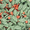 A Pinch Of - Bigger - Christmas Holly & Berries Sugar Shapes Cake Topper Sprinkles - 65g Matt Sugar Festive Cake Toppers - Edible Christmas Cake Decorations UK for Christmas Baking