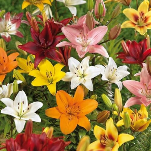 Lilien zwiebeln,winterharte pflanzen,Die Blumen sind riesig, Umwelt verschönern, Starke Anpassungsfähigkeit, Geeignet für die Dekoration im Topf,lilie forever susan.-6zwiebeln
