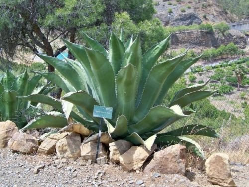 Agave ferox salmiana HARDY énormes AGAVE GRAINES exotiques!