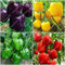 Shopmeeko 100 stücke 5 Farben Gemischt Gelbe Puple Rot Grün WeiÃŸ Mix SüÃŸe Glocke Paprika bonsai Gemüse Paprika: mischen