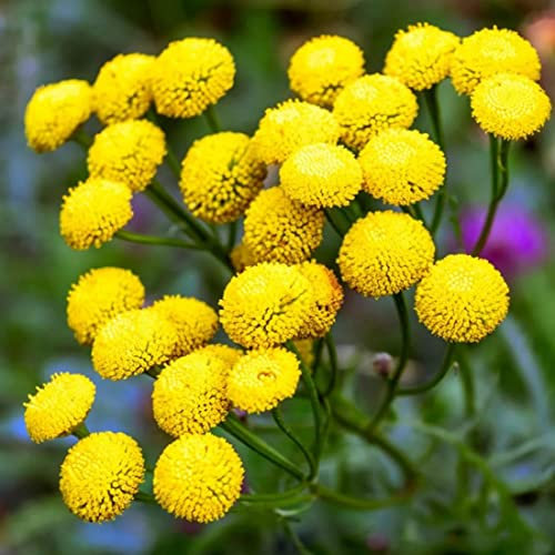 Welldales 50 Golden Ball Chrysanthemum Seeds UK Garden Annual Yellow Tanacetum Flower