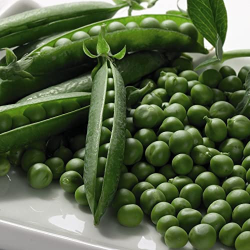 Pea Seeds 'Boogie' Maincrop Pisum sativum Hardy Annual Easy to Grow Your Own Garden Vegetables 1x Packet (Approx. 250 Seeds) By Thompson and Morgan