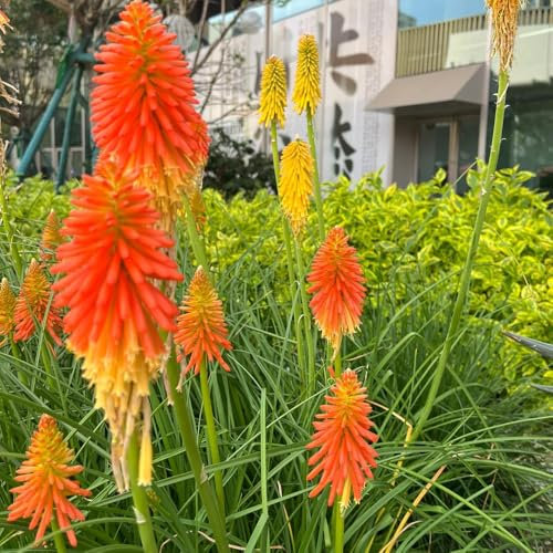 semi di giglio torcia, pianta perenne resistente - pianta tappezzante resistente perenne fiori da giardino semi di prato fiorito perenni resistenti piante in vaso resistenti 85pcs