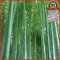 200 Samen von Frische Moso Bambus Samen Phyllostachys Pubescens Riesenbambus - HARDY