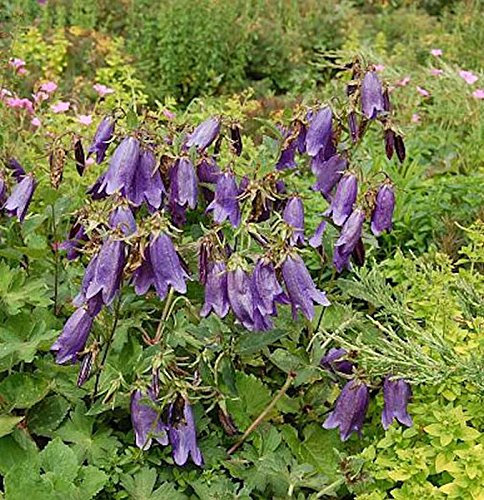 Punktierte Glockenblume Sarastro - Campanula punctata - lebende Gartenpflanze aus den Baumschulen