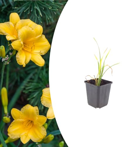 Hemerocallis 'Stella de Oro' | 6 pièces - 10-25cm - Ø9cm - Plante de jardin