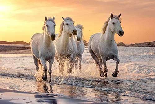 PFERDE Fototapete VLIES-400x260 cm (2935A)-Meer See Strand Sonnenuntergang Pony Pferd Tiere Wandtapete-Inkl. Kleister-Vliestapete Bild Dekoration Wand-Dekor Moderne Motiv-Tapete Panorama Poster XXL