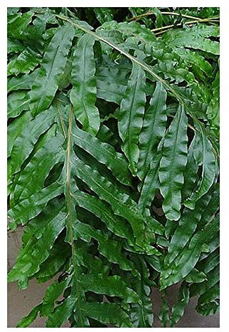 Phlebodium decumanum - Calaguala Farn - 50 Samen