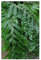 Phlebodium decumanum - Calaguala Farn - 50 Samen