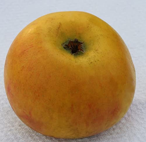 Goldrenette von Blenheim, Apfelbaum, Buschbaum, 120-140cm im Topf