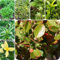 500 pcs Buchsbaum Samen, gewächshaus balkon Buxus sinica, Euonymus japonicus blumensamen balkon samen anzucht, hecke geschenke für gartenliebhaber baumsamen nachhaltige geschenke blumenwiese