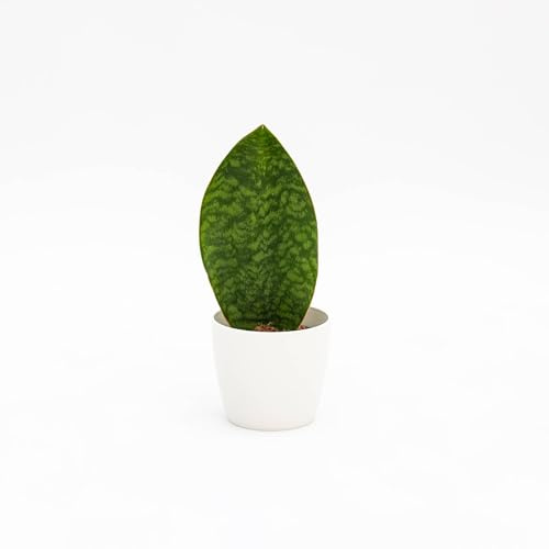 Vivai le Georgiche - Pianta vera di Sansevieria masoniana Victoria Lingua di suocera - vaso Ø 12 cm - altezza alla vendita 10-20 cm