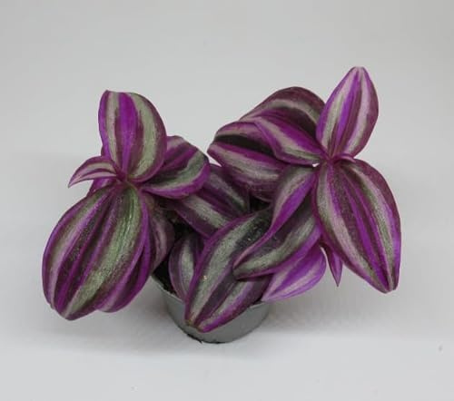 florari Tradescantia Pink Paradise / Zebrakraut, Dreimasterblume