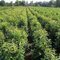 Gardline - Kirschlorbeer Genolia 100-120 cm IM TOPF. 3-200 Pflanzen. Kirschlorbeer Hecke - 9 St. (ca. 3,5 Meter)