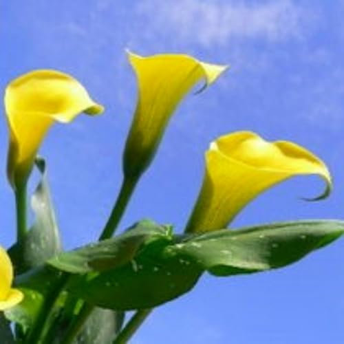 Brillanti bulbi di calle, perenni e professionali per splendide esposizioni da giardino, 2 lampadine, A