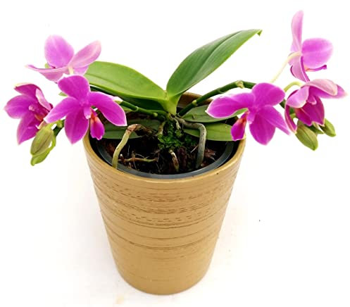 POWERS TO FLOWERS - ORCHIDEA PHALAENOPSIS PROFUMATA, LIODORO, LOVE POTION, IN VASO CERAMICA ORO Pianta Vera